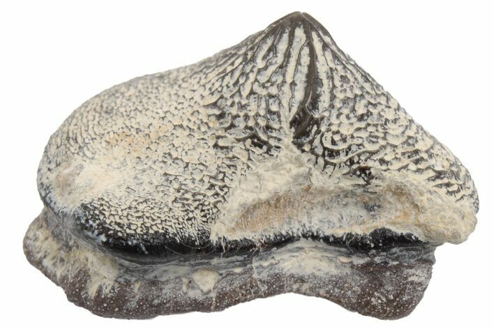 Fossil Crusher Shark (Ptychodus) Tooth - Kansas #218565